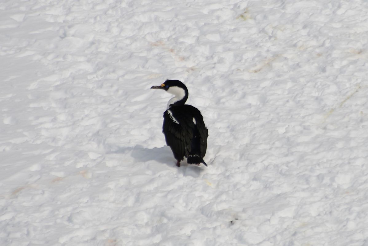 13D Blue-eyed Shag Bird On The Snow On Cuverville Island From Zodiac On Quark Expeditions Antarctica Cruise
